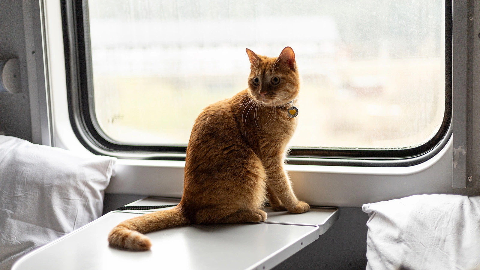 В российских поездах появились товары для питомцев. Подробности