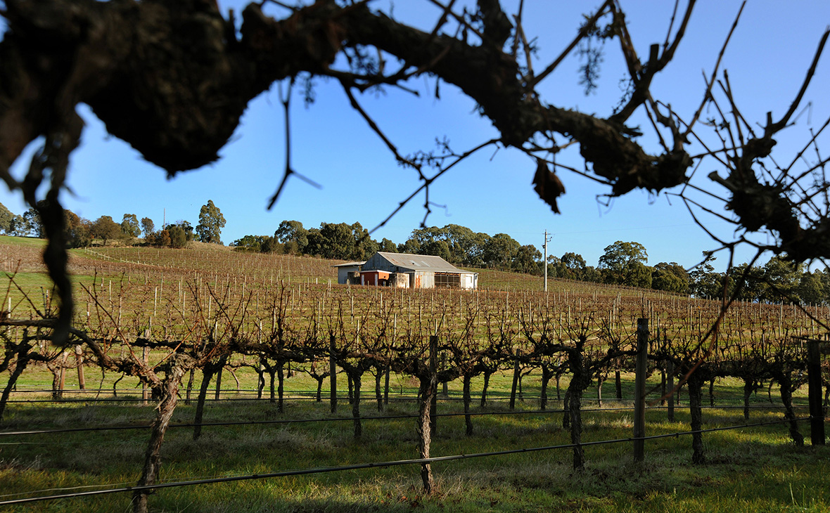 Виноградники в Грейт&nbsp;Уэстерн, Австралия