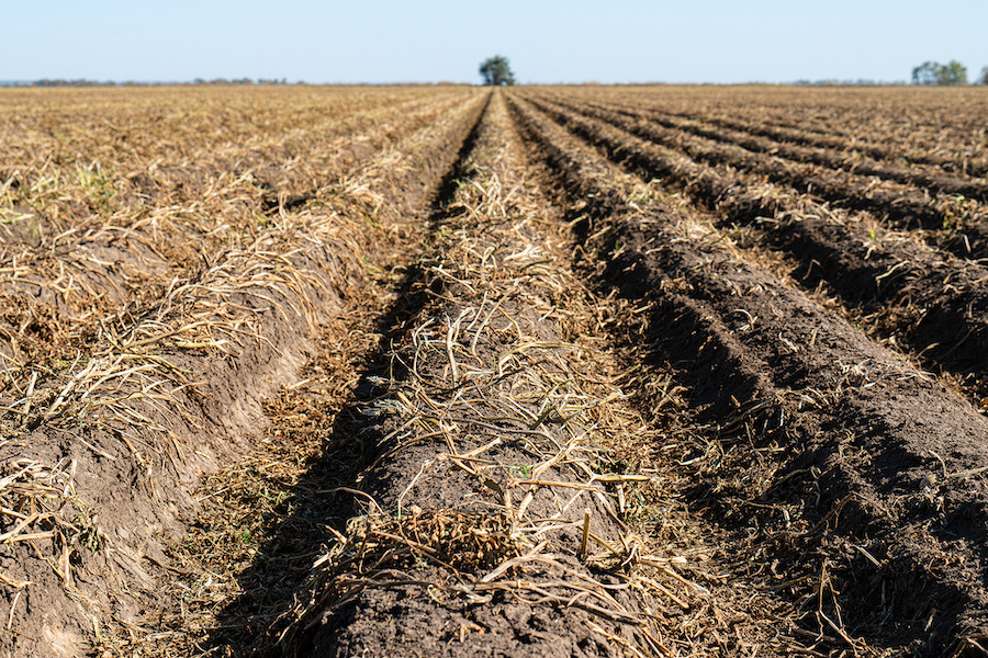 Картофельное поле осенью. Через несколько часов комбайн соберет урожай
