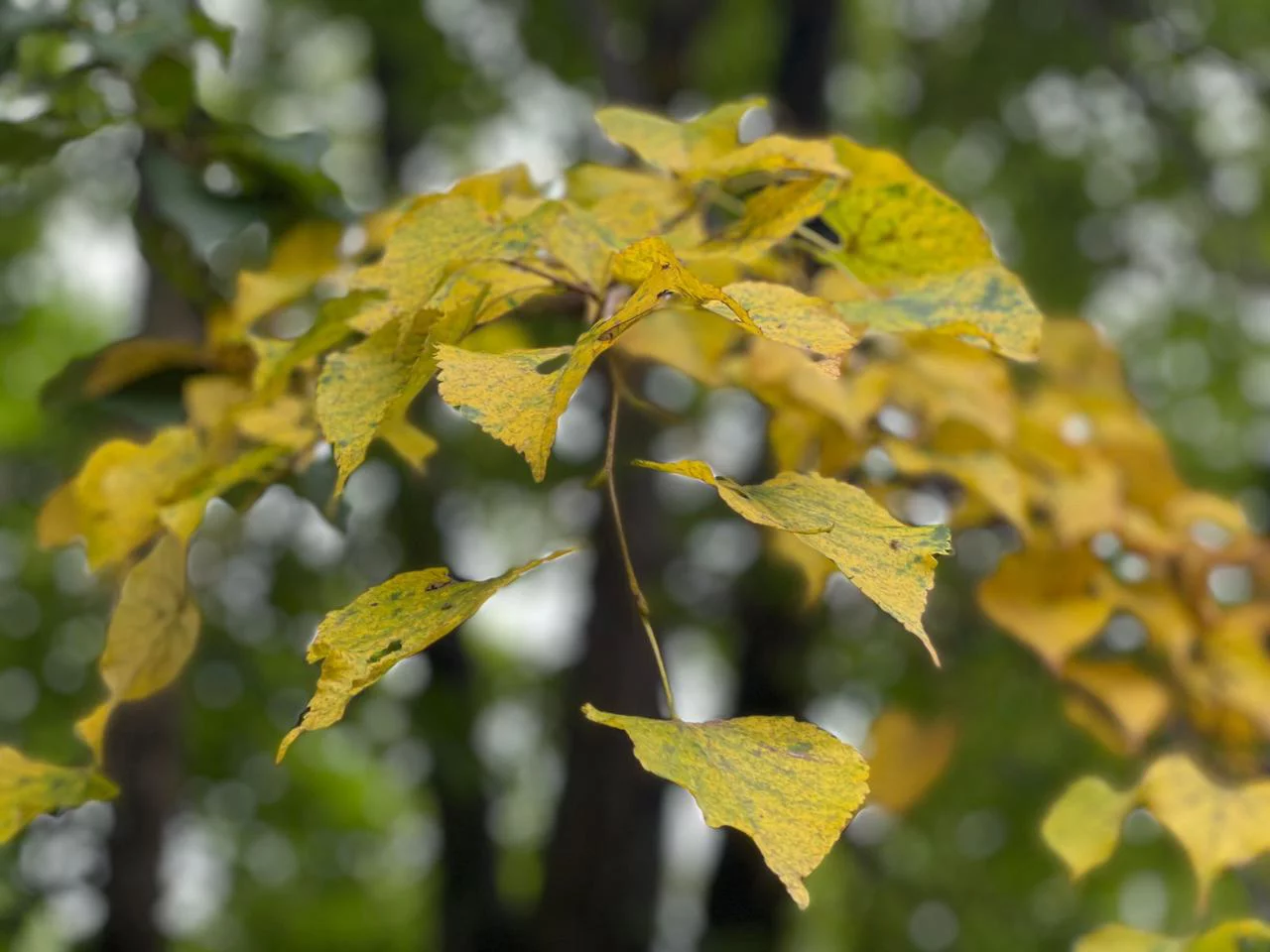 РБК Приморье