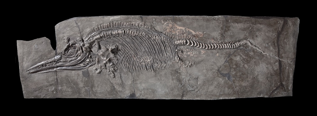 Ихтиозавр, найденный Мэри Эннинг
