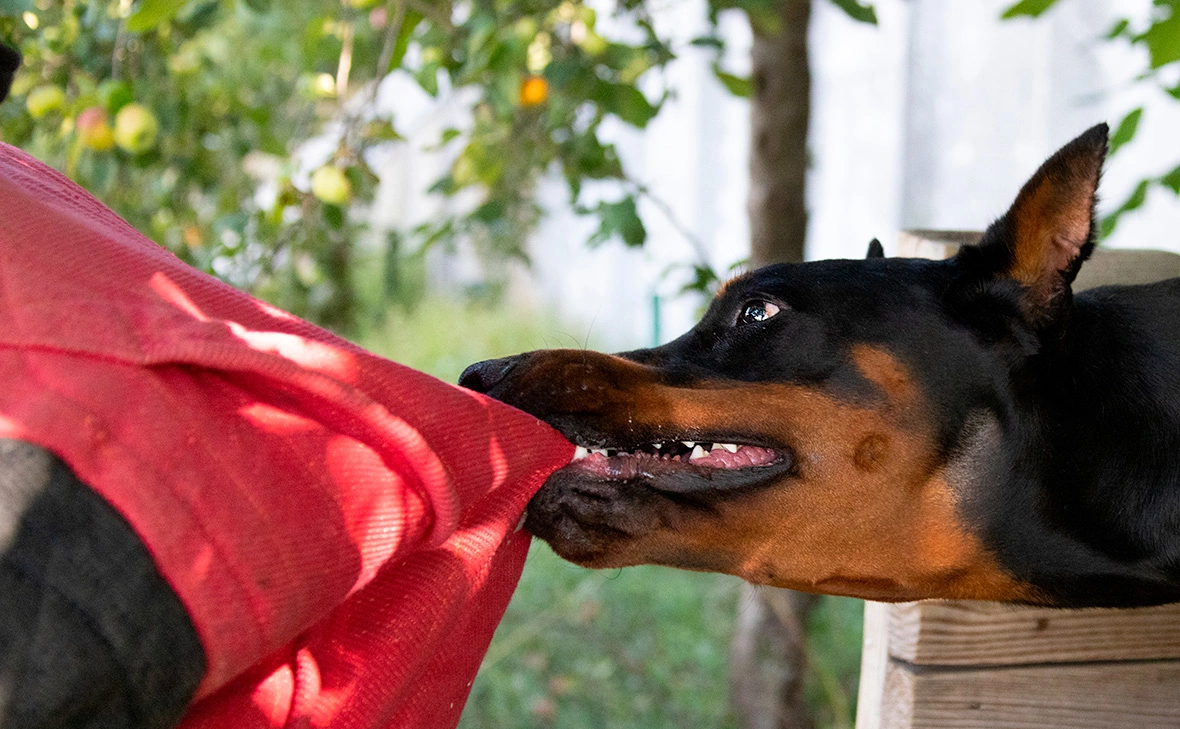 A_Lesik / Shutterstock