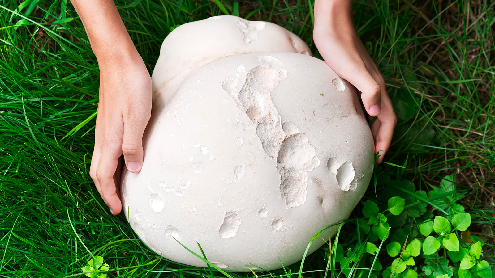 Головач гигантский (Calvatia gigantea)