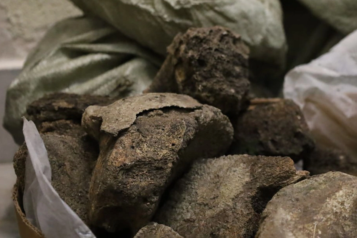 Останки шерстистого носорога