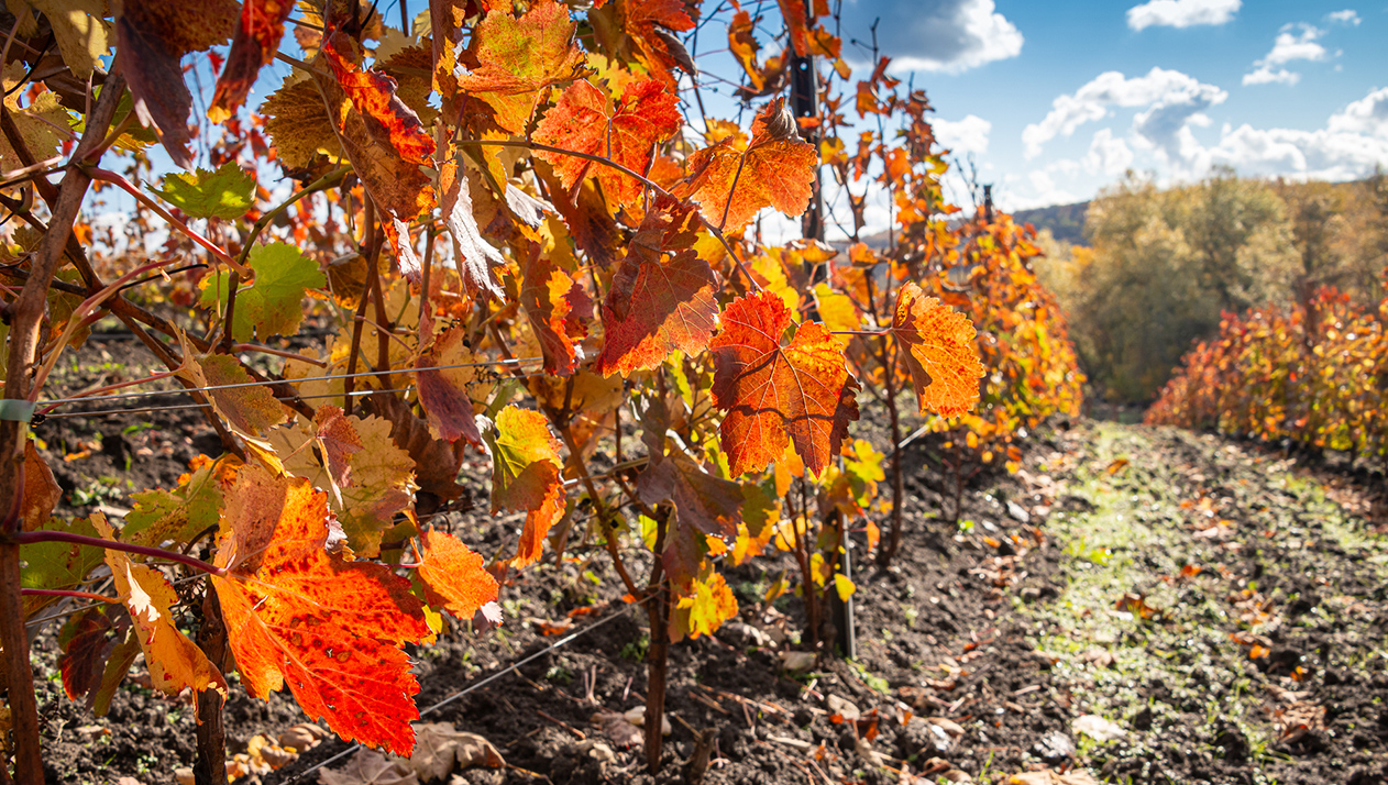 Сомелье Влада Лесниченко — об исключительности винодельни Дубининых
