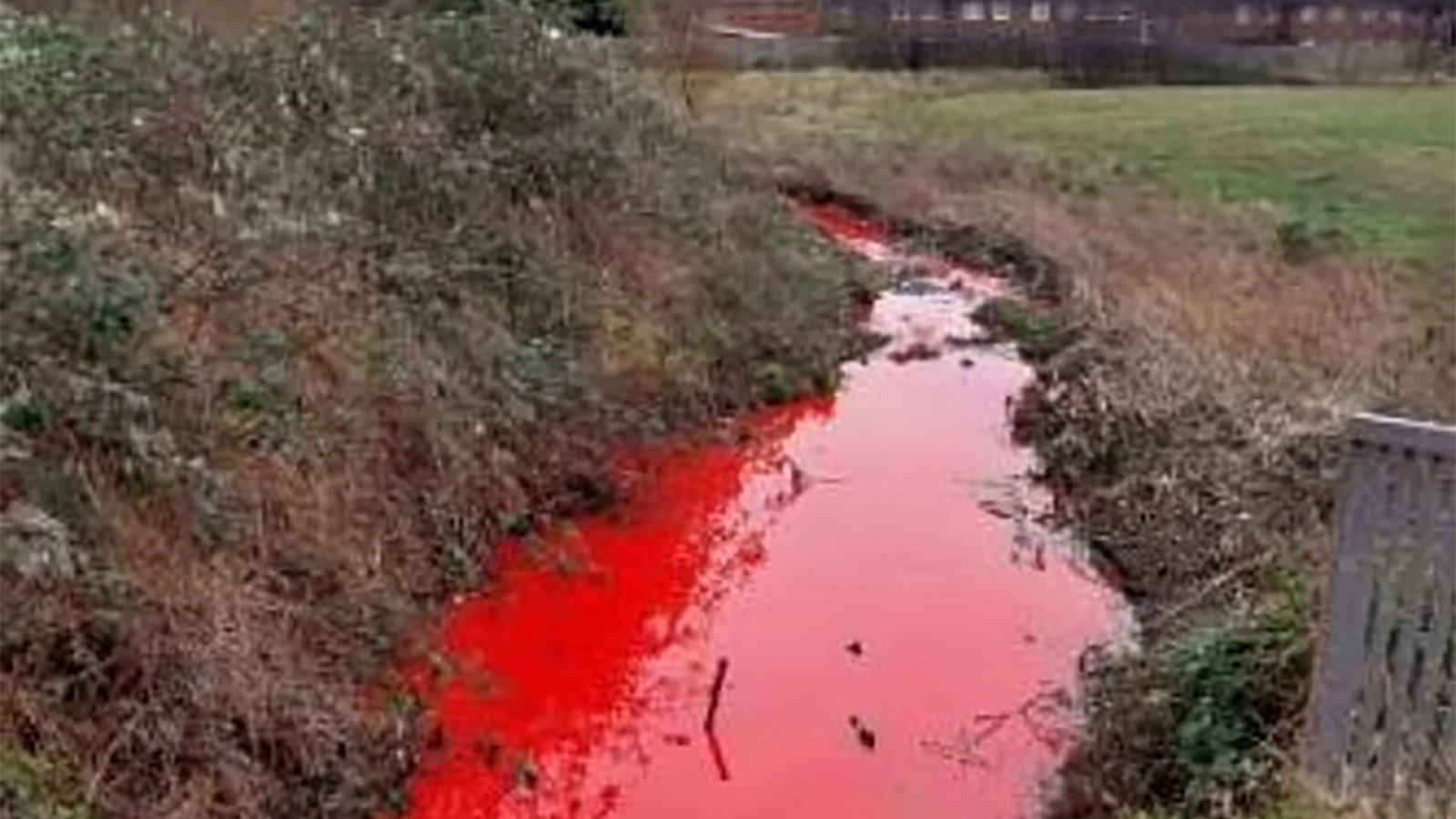 <p>В Бирмингеме ручей окрасился в кроваво-красный цвет</p>