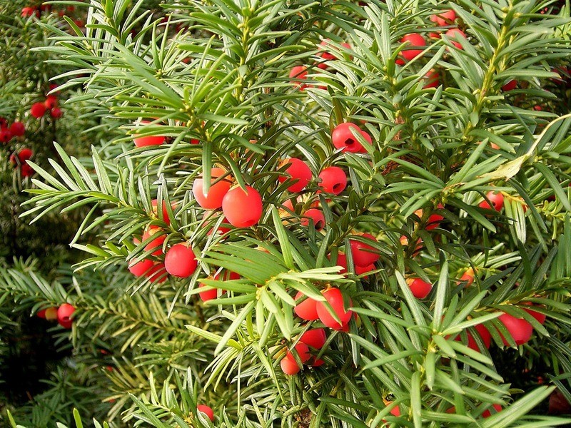 Тис ягодный (лат. Taxus baccata)