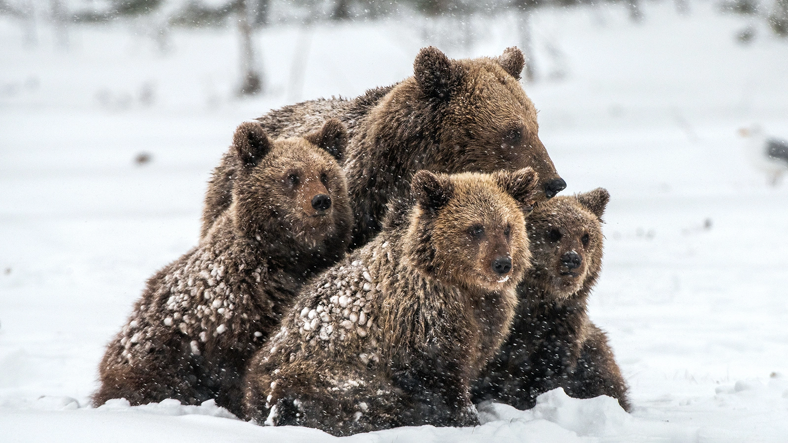 Медведи в заповеднике повторили картину «Утро в сосновом лесу». Видео