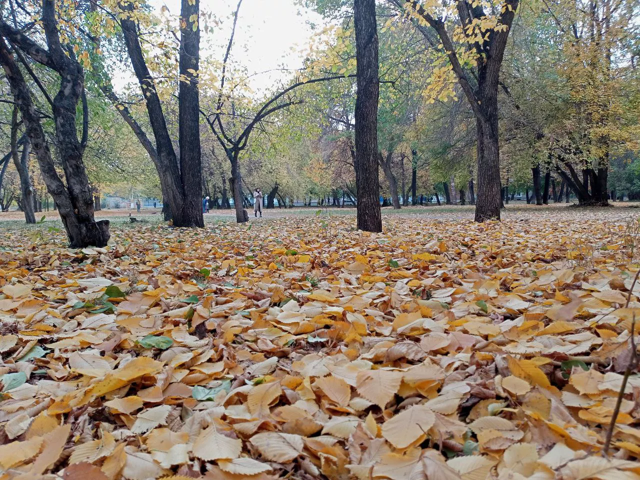 РБК Новосибирск