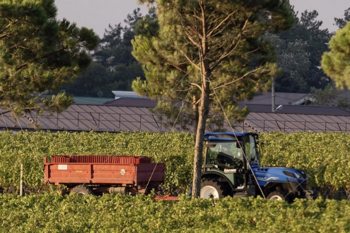 Еще одной винодельней, о которой ищут информацию в Google, стала «Криница», также расположенная в Краснодарском крае