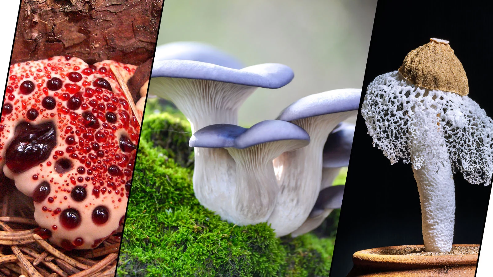 Гиднеллум Пека. Млечник голубой. Бамбуковый гриб