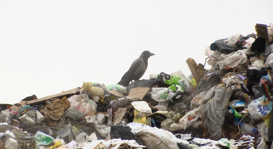 Для проведения мусорной реформы в Прикамье заявился только один участник
