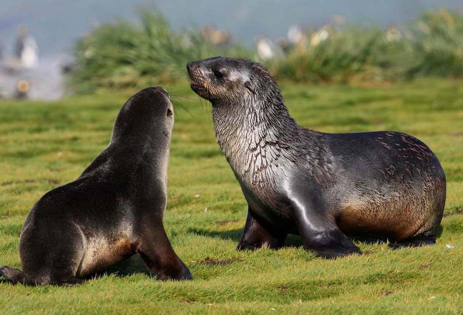 Антарктические морские котики