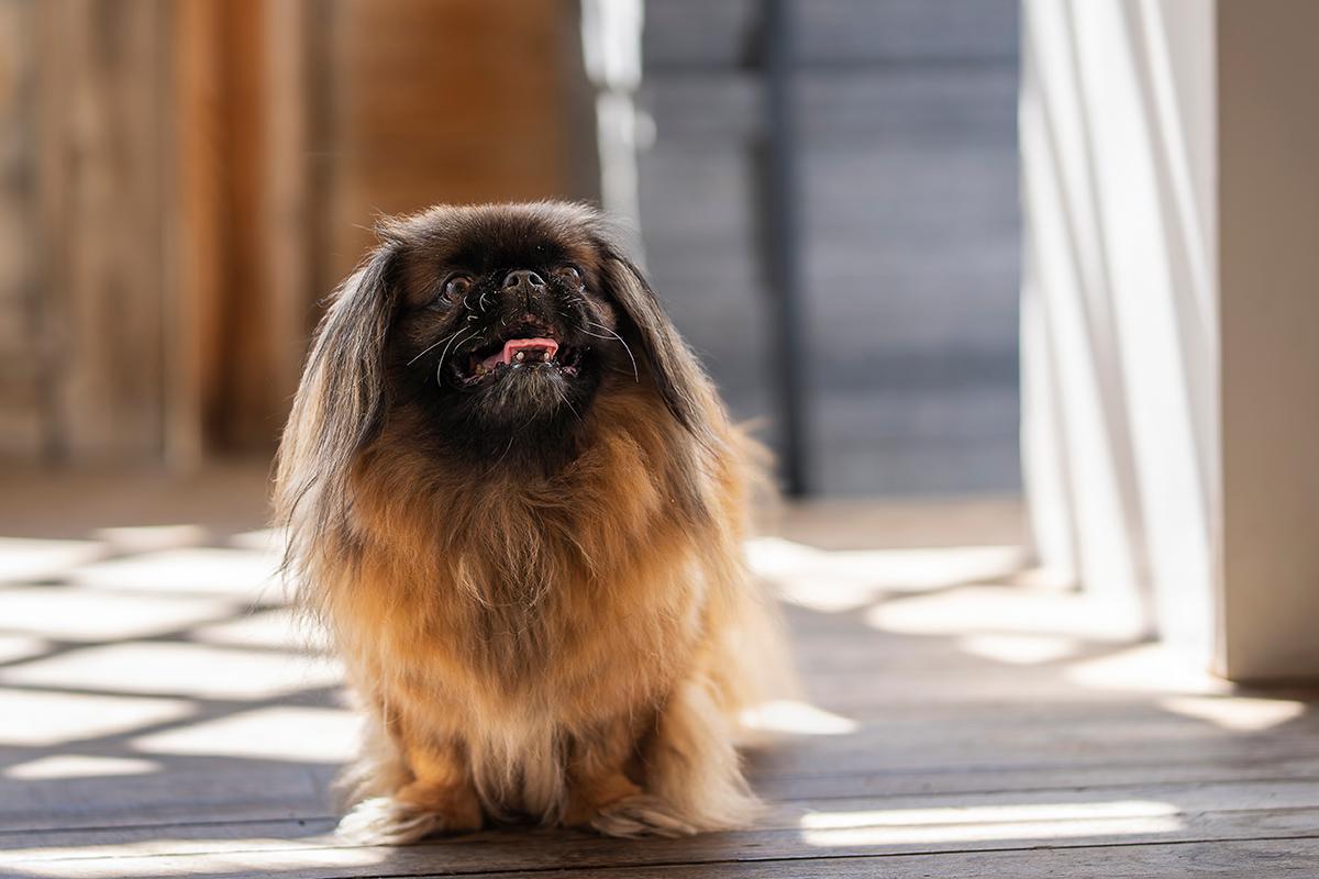 Несмотря на размер, пекинесы храбрые и готовы всегда защищать хозяина