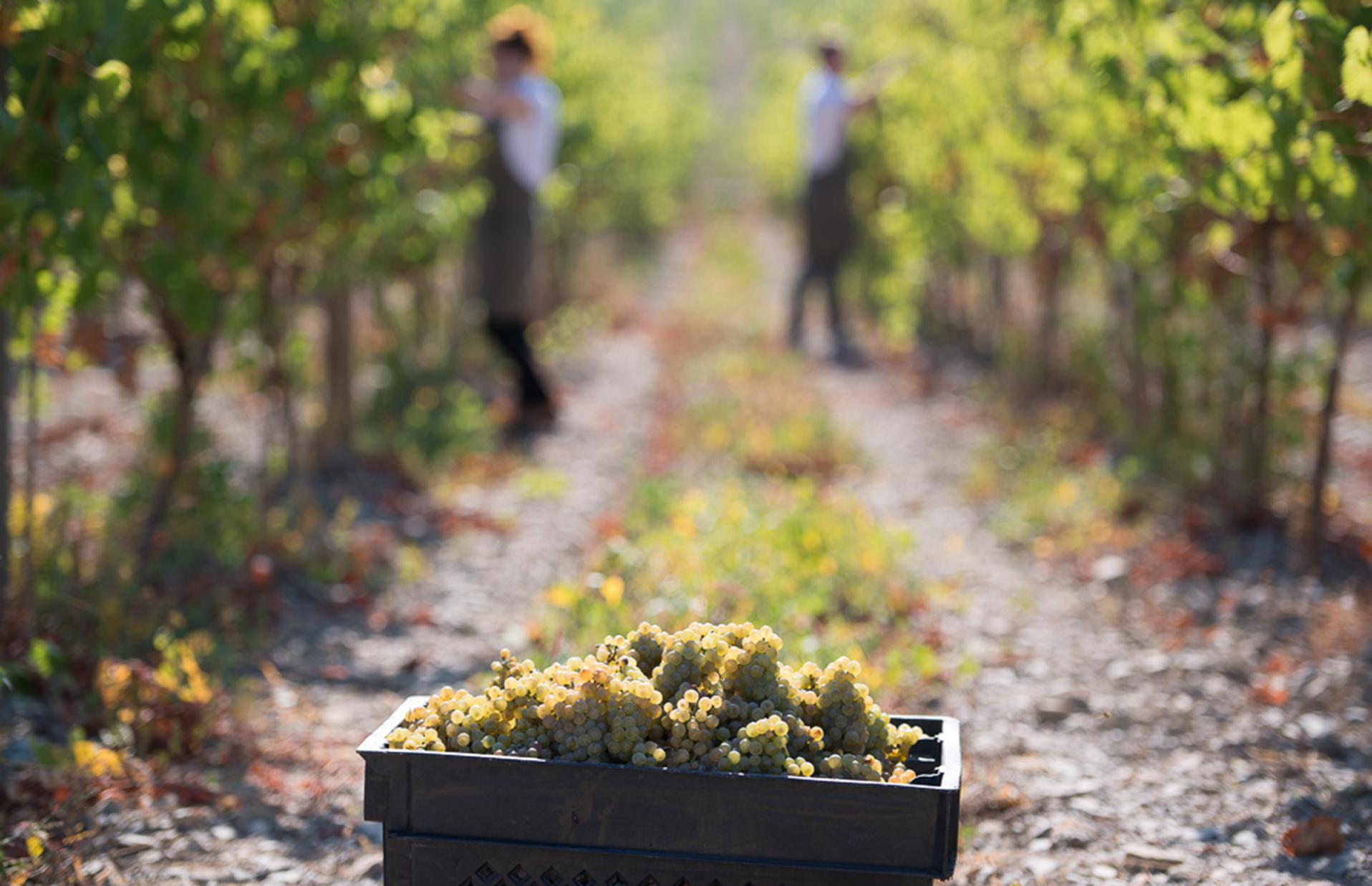 РБК и РСХБ запустили гастрономические гиды по регионам России