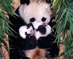 В Китае родился 15-ый за год детеныш панды
