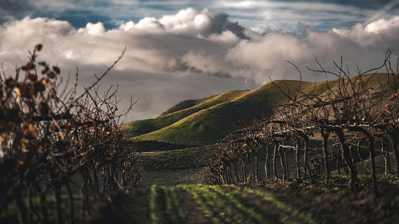 Во Франции спрогнозировали восстановление производства вина