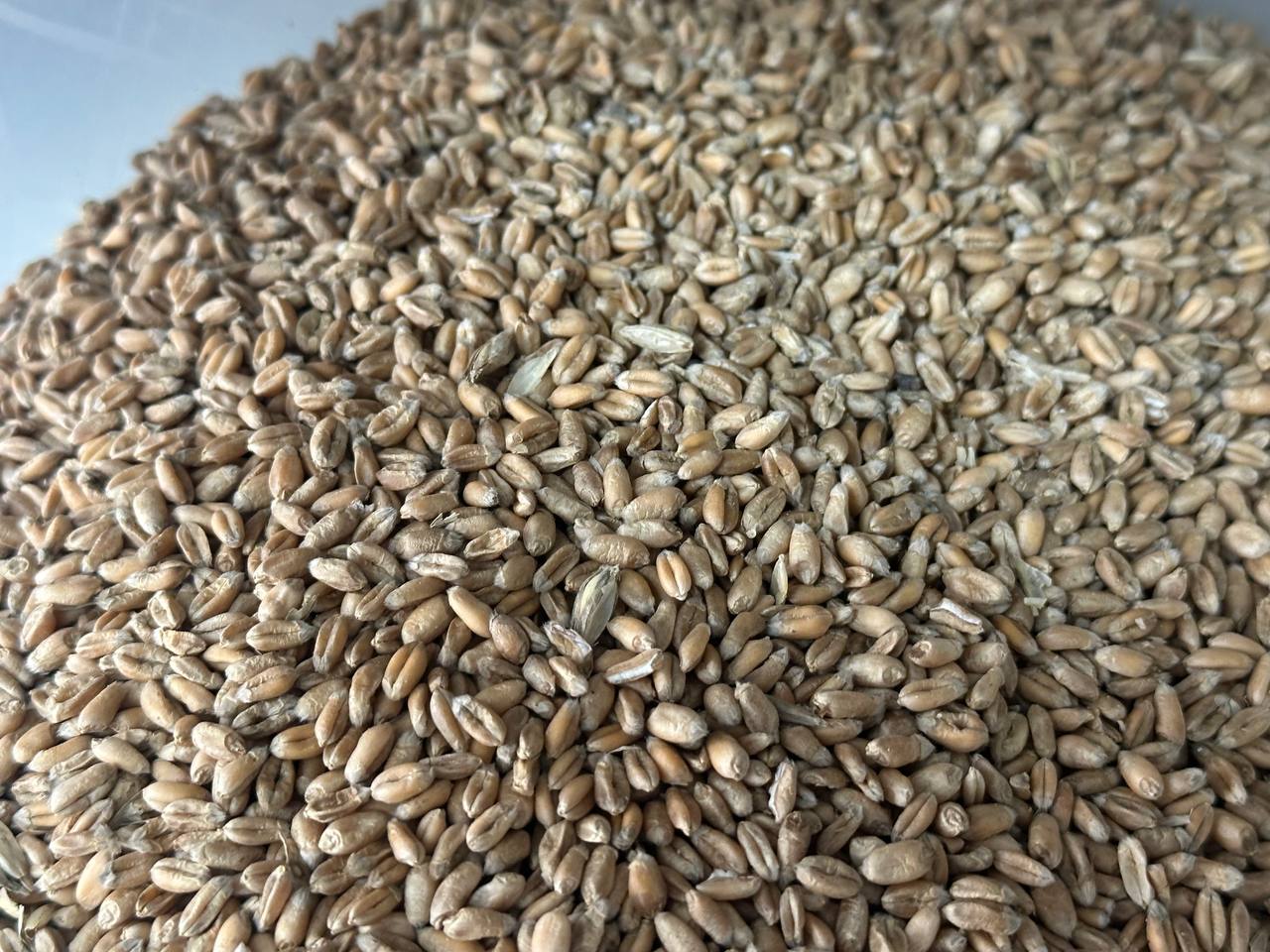 Экспорт сельхозпродукции из Татарстана в Индию в десятки раз выше импорта