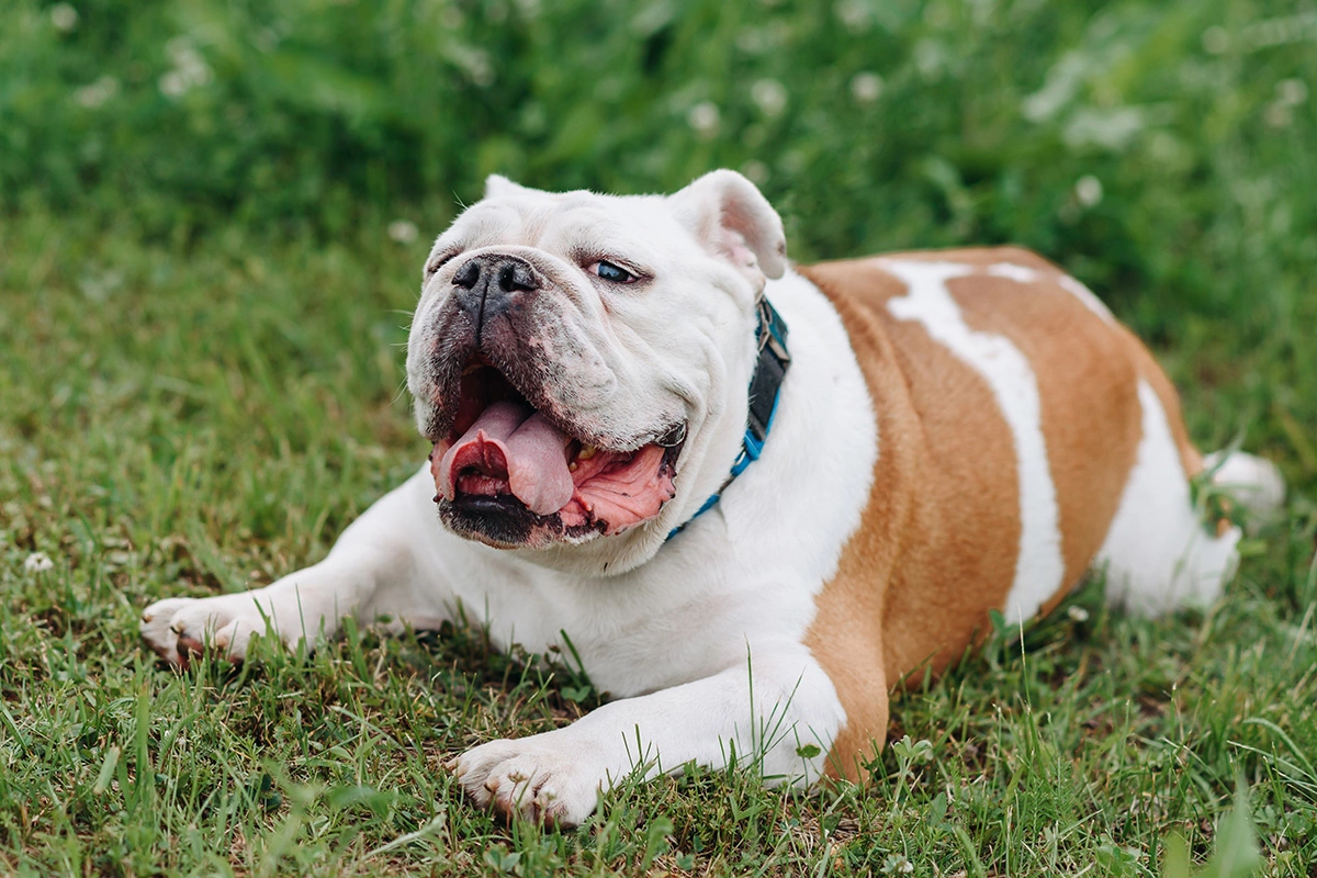 Английский бульдог