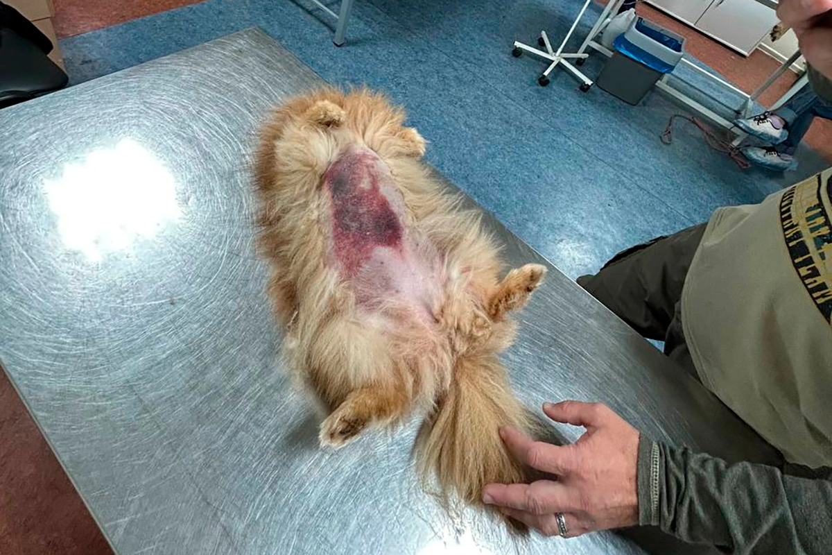 У пострадавшей от нападения добермана миниатюрной собаки оказалось сломано ребро, повреждено легкое и обнаружилось внутреннее кровотечение