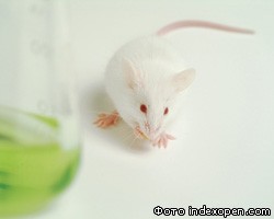 Ученые начинают изучать историю по ДНК мышей