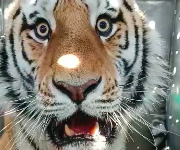 пресс-служба правительства Приморского края