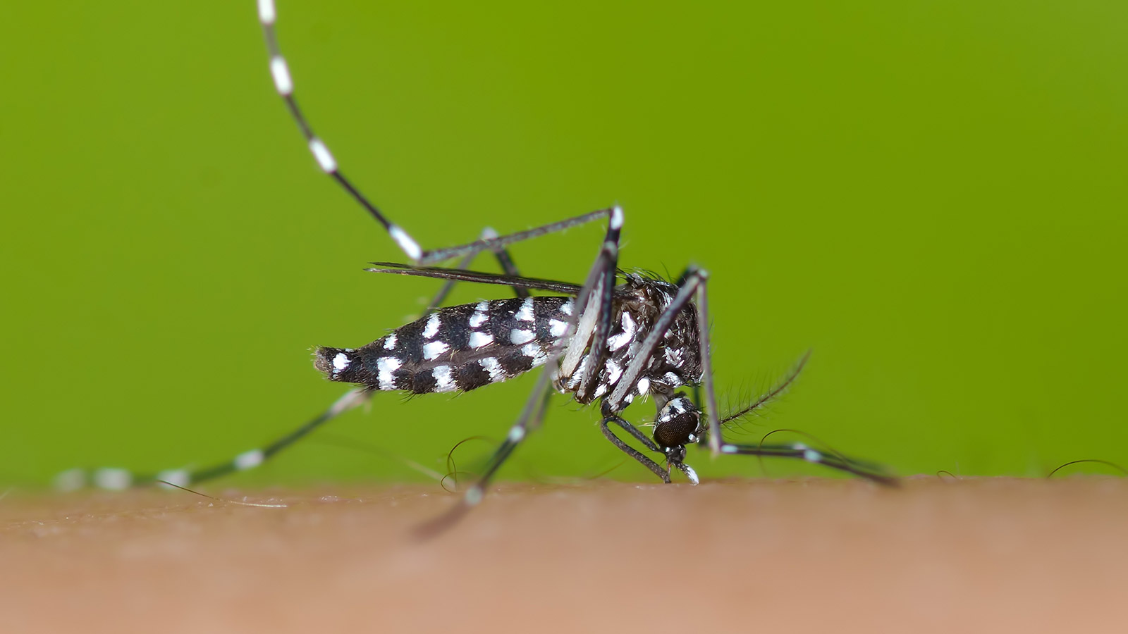 <p>Sky News: в Великобритании из-за глобального потепления климата могут поселиться опасные для людей комары</p>