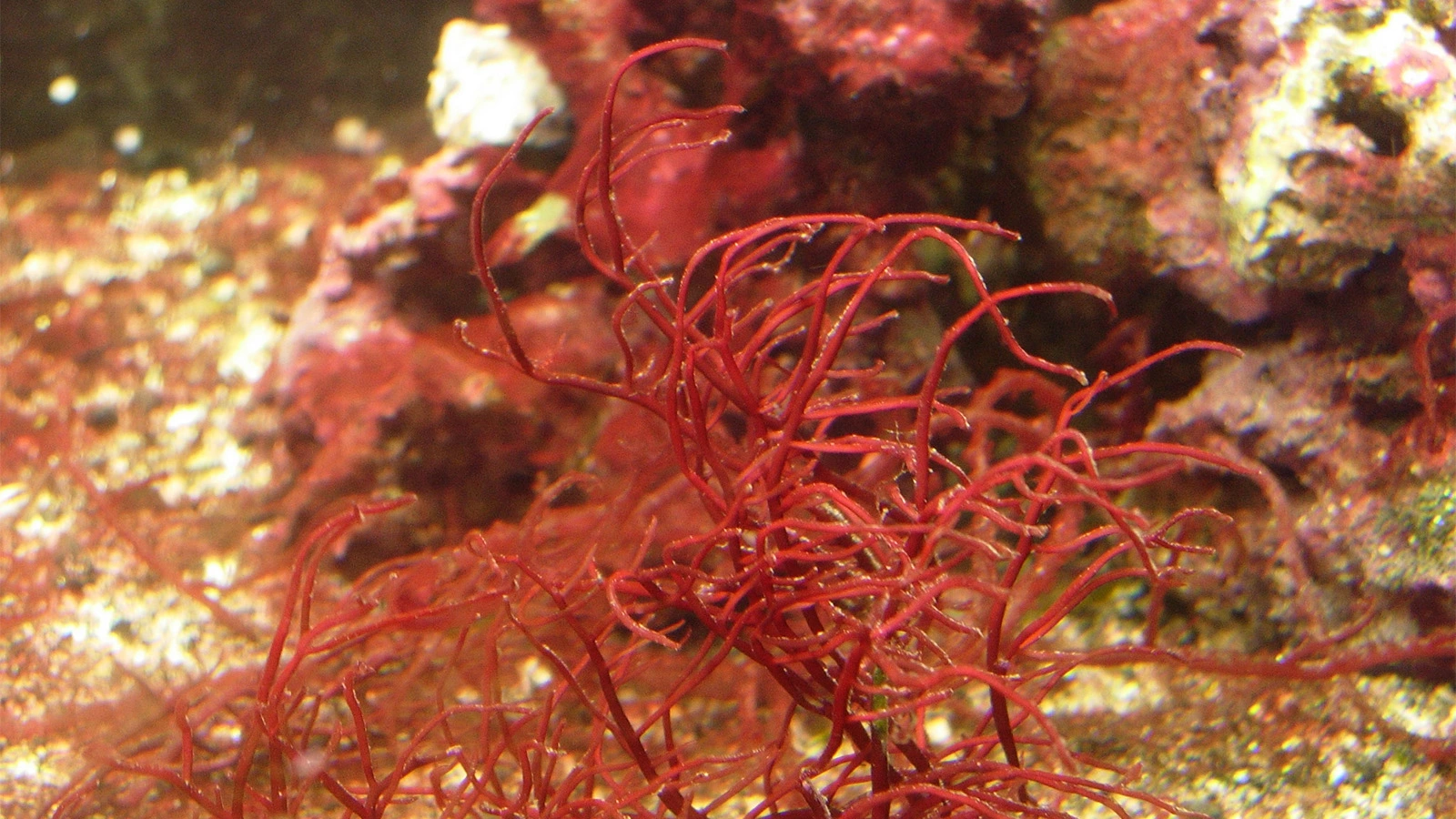 <p>Красные морские водоросли Gracilaria tikvahiae могут стать потенциальным решением для глобального производства еды и биотоплива</p>