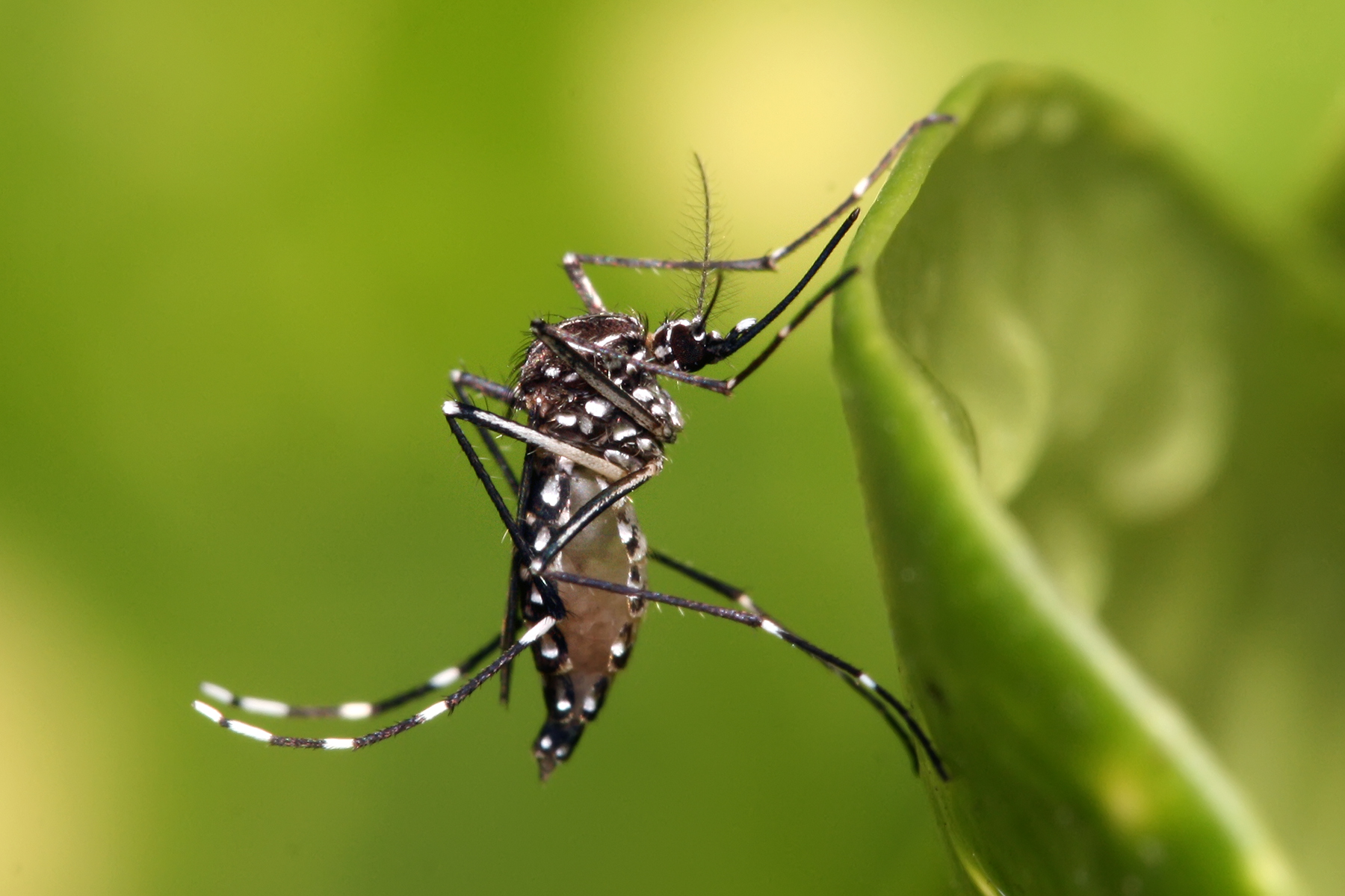 Комар желтолихорадочный или Aedes aegypti является переносчиком опасных вирусных заболеваний. Популяцию этого вида стараются истребить с помощью биотехнологий.