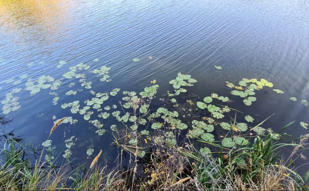 РБК Черноземье