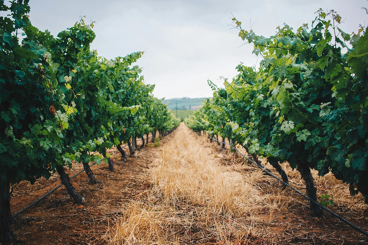 Виноделы в Бургундии обратились как к современным технологиям, так и к старым методам ведения хозяйства в ситуации, когда экстремальна погода угрожает виноградникам по всему миру