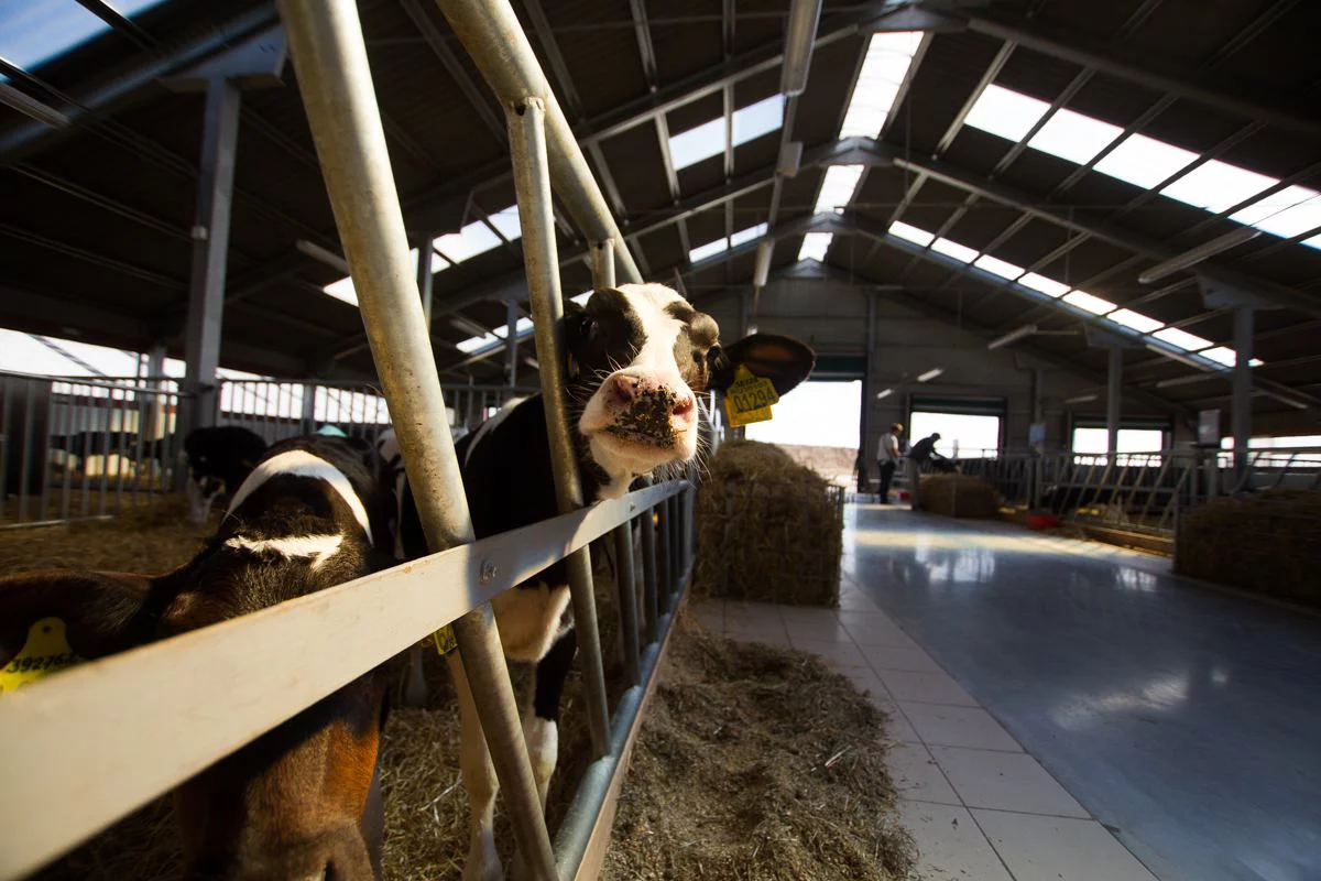 Александр Подгорчук