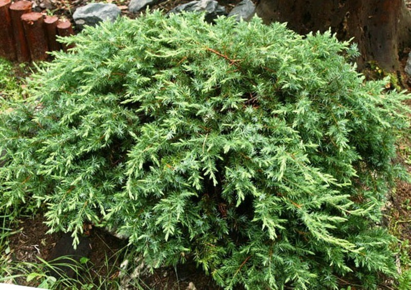 Можжевельник прибрежный (Скученный, Juniperus Conferta)