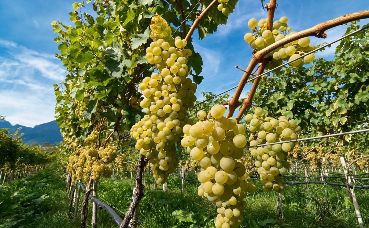 Коробка: урожай винограда на Кубани в 2018 году может вырасти на 25%