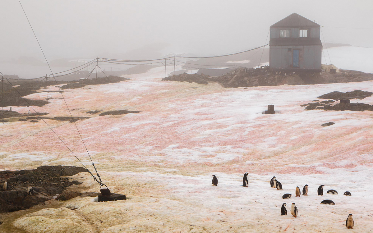 В Антарктиде снег окрасился в зеленый и розовый цвета