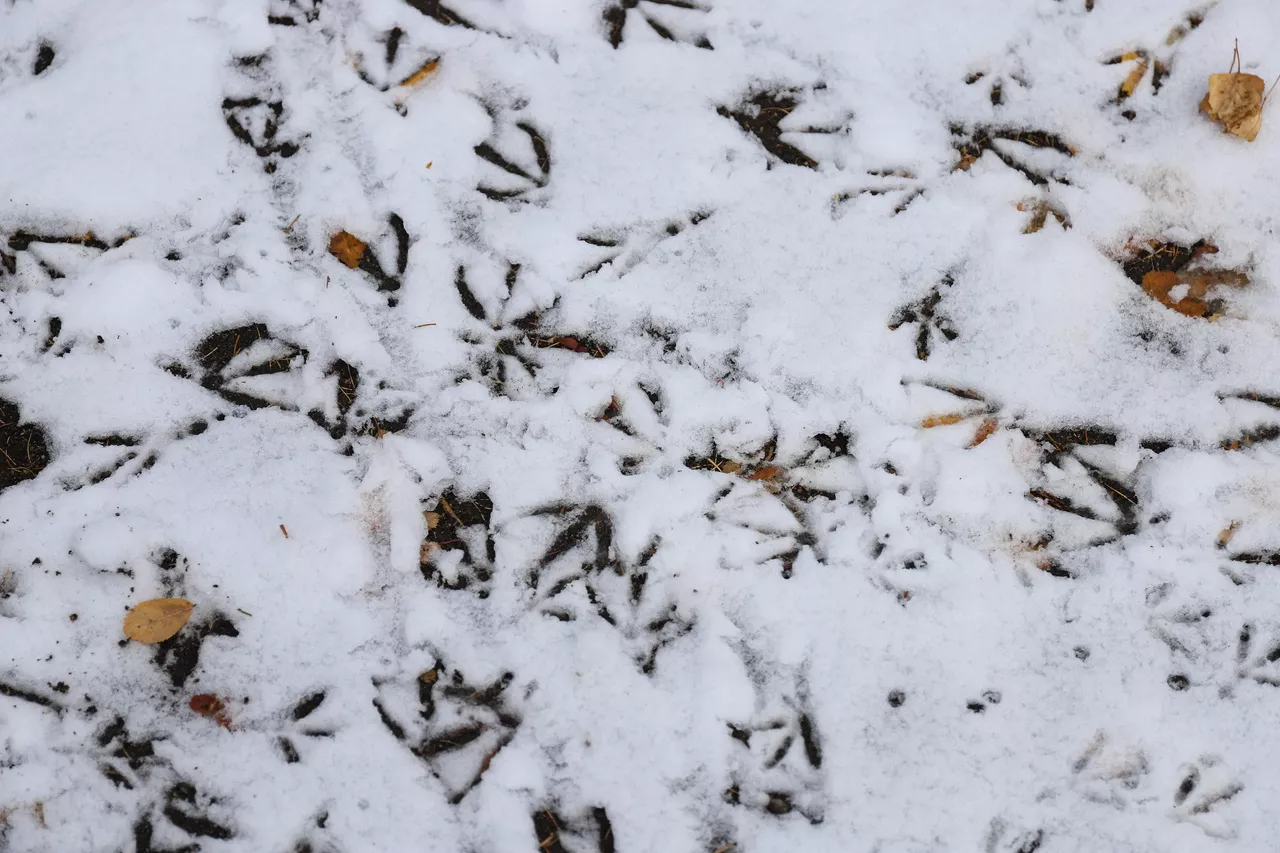 Размик Закарян / РИА URA.RU