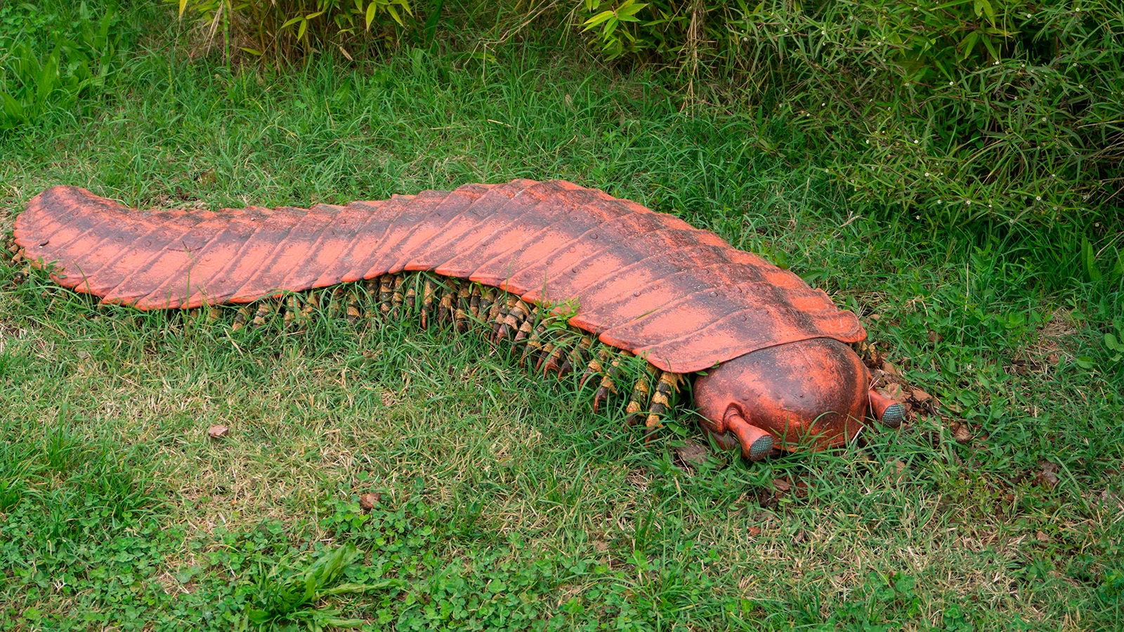 Чучело Антроплервы (Arthropleura)