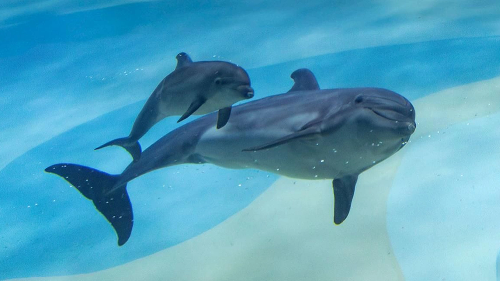 В «Москвариуме» родился детеныш черноморской афалины