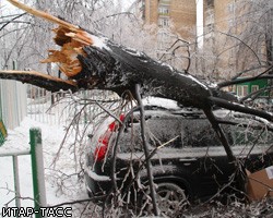 "Ледяной дождь" уничтожил в Москве 12 тыс. деревьев