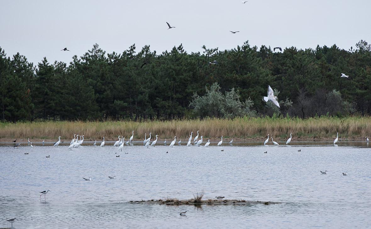 Кинбурнская коса