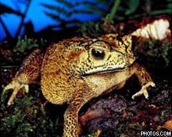 Полиция США арестовала мужчину с галлюциногенной жабой