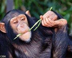 Рисунки шимпанзе продают с аукциона