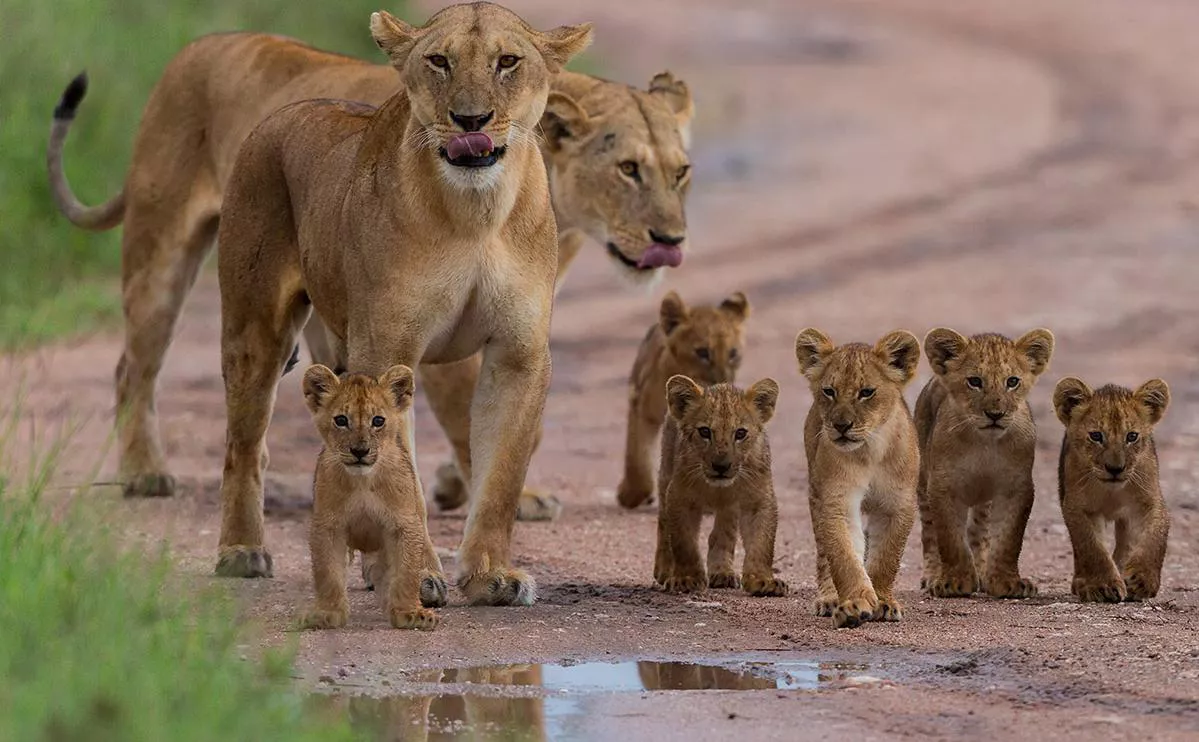 Kirill Dorofeev / Shutterstock / Fotoodom