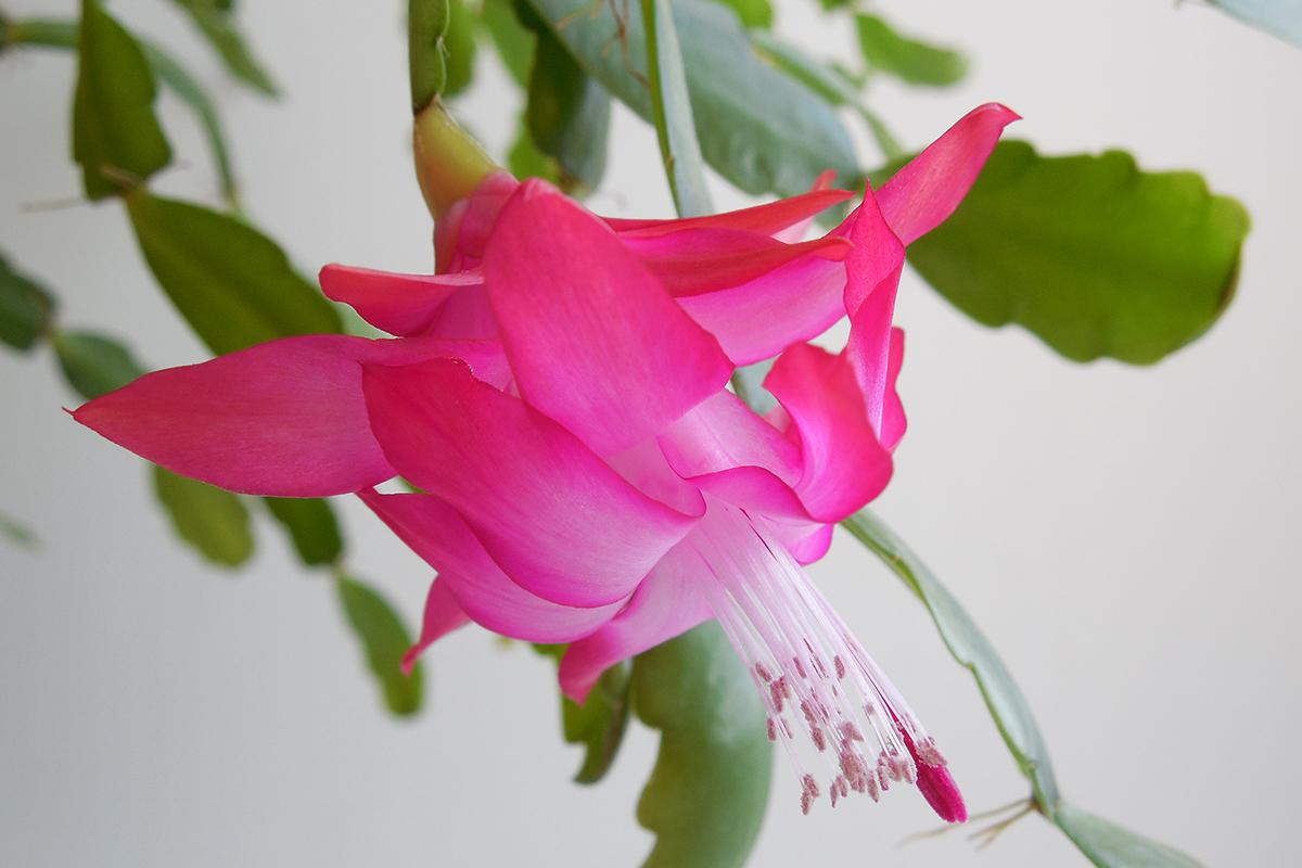 Шлюмбергера Cherry Rose