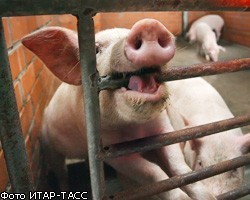 В Волгоградской обл. африканская чума свиней набирает обороты