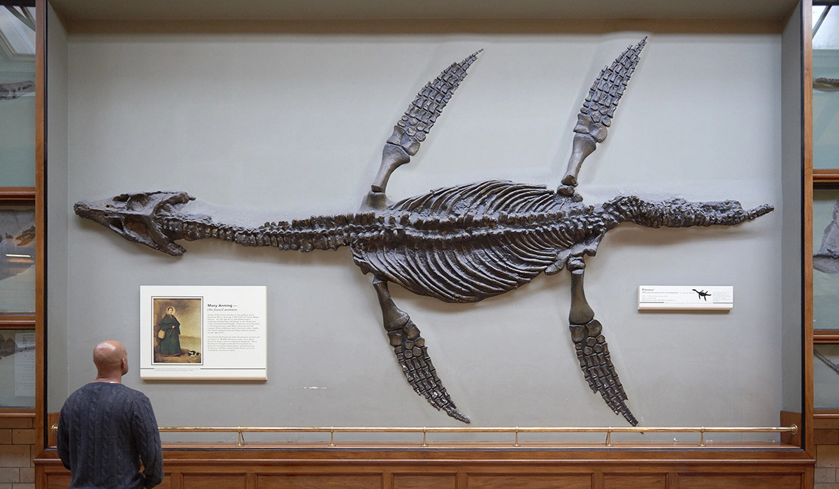 <p>Скелет вымершего плезиозавра Rhomaleosaurus cramptoni, Музей естественной истории, Лондон</p>