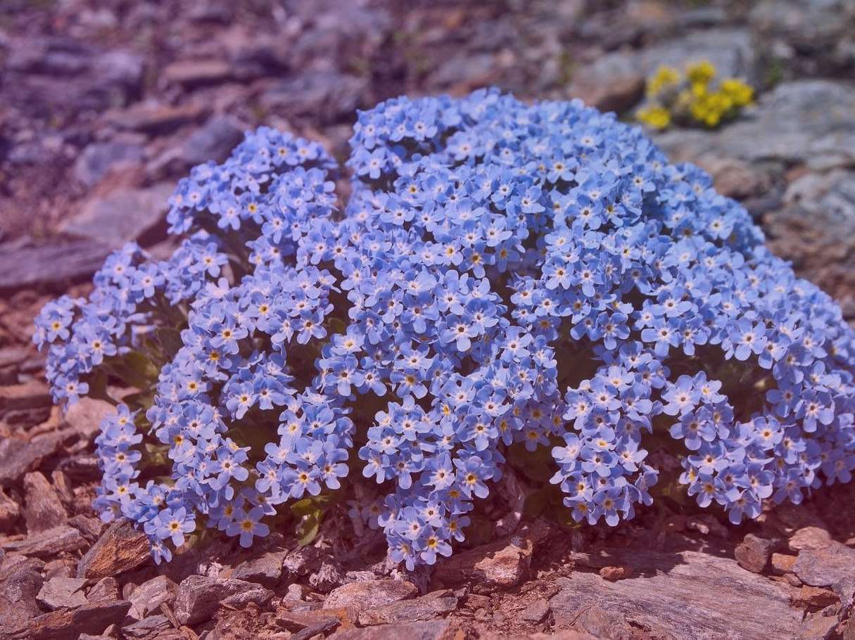 Незабудочник уральский (лат. Eritrichium Uralense)