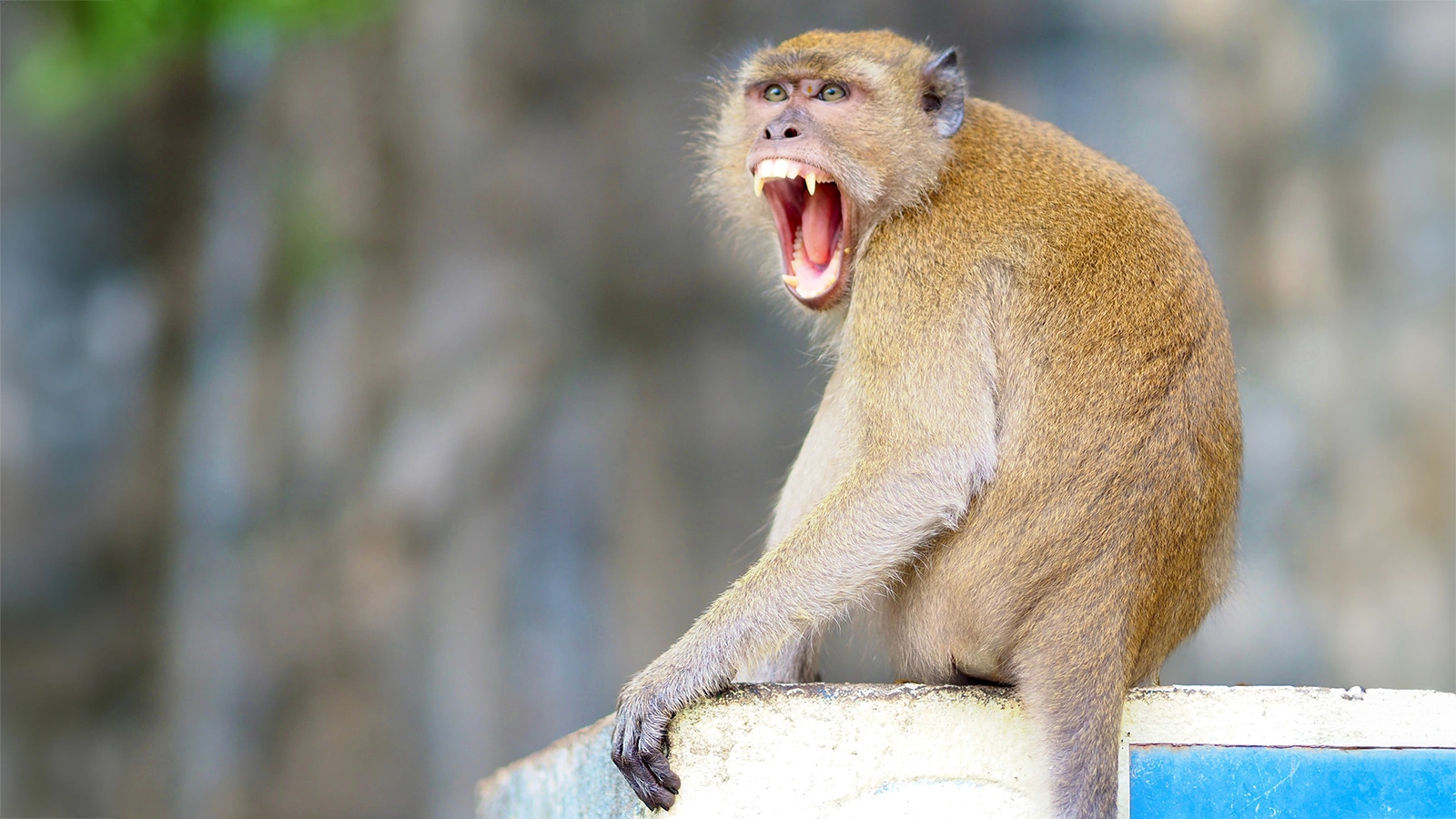 Макака-резус