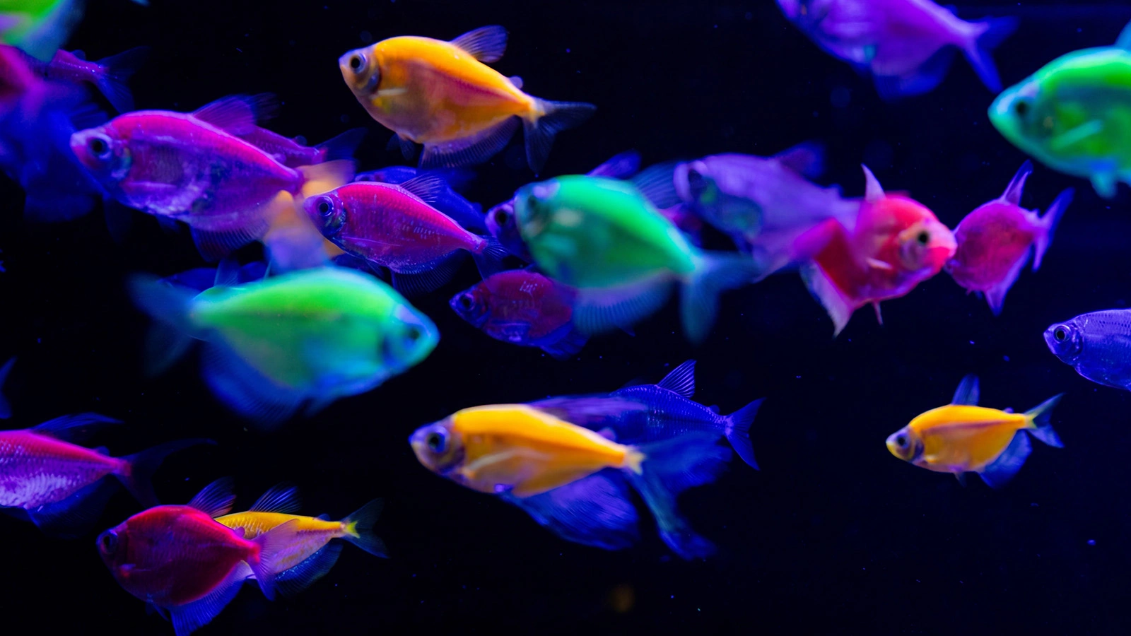 Светящиеся флуоресцентные рыбки глофиш (GloFish)