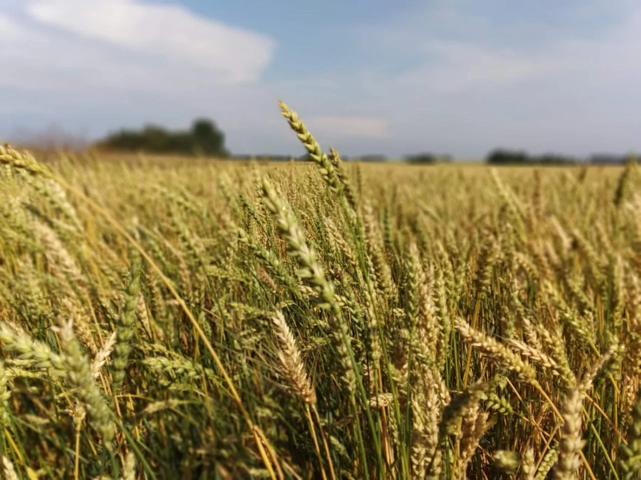 Алексей Коваленок / РБК Новосибирск